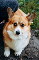 A Welsh Corgi looks up from under its forehead with a funny expression