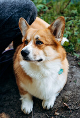 A Welsh Corgi looks at me with a funny expression on its face and an appraising look