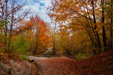 Autumn Forest Path Covered in Colorful Fallen Leaves