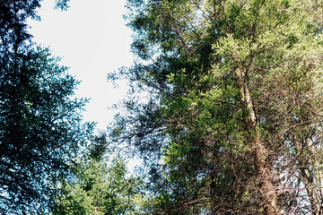 Tall trees reach for the sky in a bright forest on a sunny day