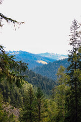 Lush forest landscape with rolling hills in a serene mountain setting during daytime