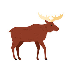 Brown moose with large antlers standing isolated on white background, perfect for Norway wildlife vector illustration