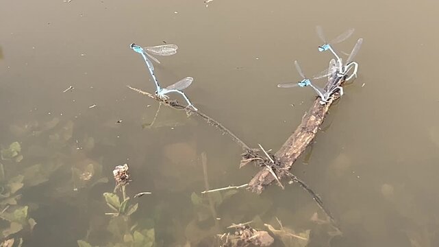  Blue damselflies by pond 