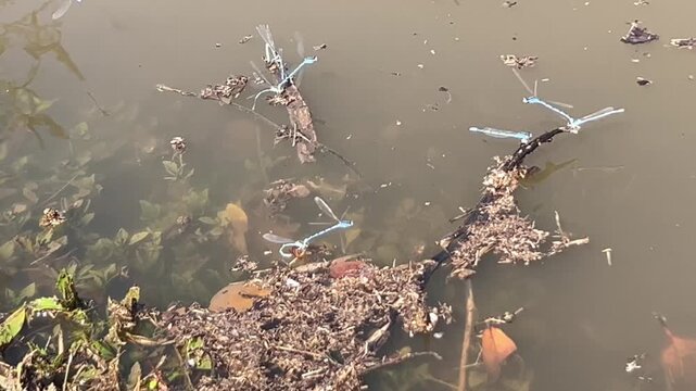 Blue damselflies by pond