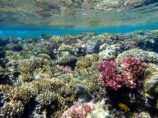 Abstract patterned triggerfish over colorful coral reef