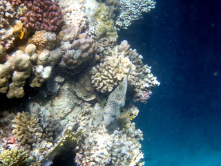 White spotted puffer fish over dark coral