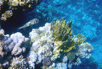 Spotted puffer fish swimming in the red sea