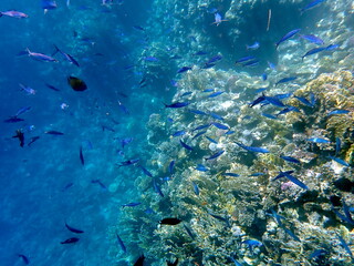 Schooling blue striped fish over coral reef