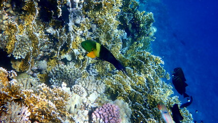 Green head wrasse with fringed tail fin