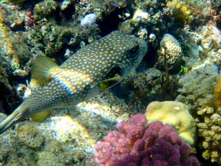 White spotted puffer fish over dark coral