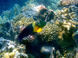 Green head wrasse with fringed tail fin