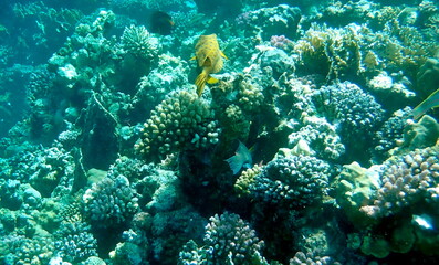 Yellow-brown boxfish with bright blue spots