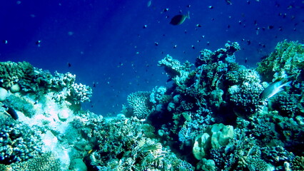 Vibrant shallow coral reef teeming with small fish