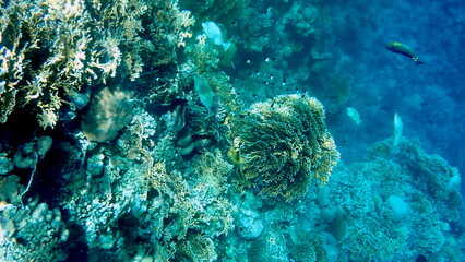 Vibrant shallow coral reef teeming with small fish
