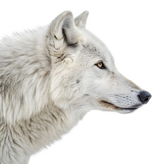 White Wolf Portrait on transparent background