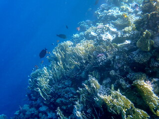Fototapeta premium Vibrant shallow coral reef teeming with small fish