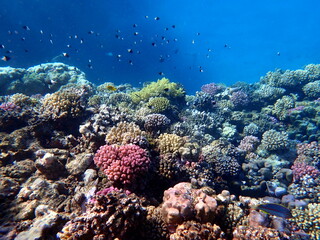 Vibrant shallow coral reef teeming with small fish