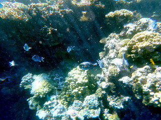 Dark blue surgeonfish with orange tail spine