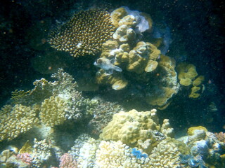 Vibrant blue mantle giant clam between coral