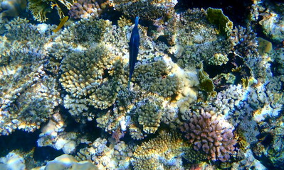 Dark blue bird wrasse swimming over coral reef