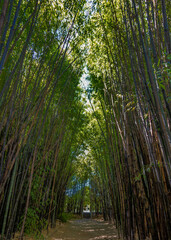 Bamboo forest with tall, slender stalks reaching towards the sky, creating a natural tunnel of light and shadow. Caldas de Reis, Spain