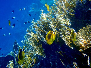 Schooling yellow striped butterflyfish over coral reef