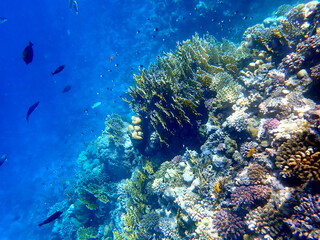 Vibrant shallow coral reef teeming with small fish