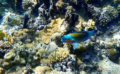 Blue green parrotfish swimming over coral reef