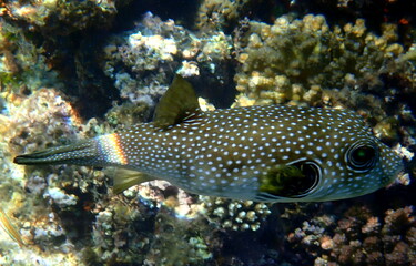 White spotted puffer fish over dark coral
