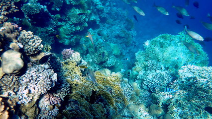 Vibrant shallow coral reef teeming with small fish