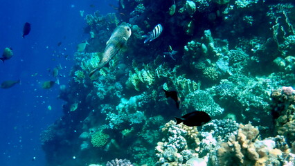 Spotted puffer fish swimming in the red sea