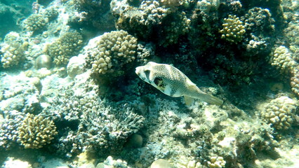 White spotted puffer fish over dark coral