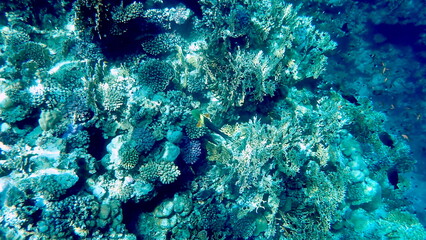 Vibrant shallow coral reef teeming with small fish