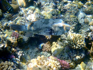 White spotted puffer fish over dark coral © chriss73