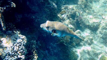 White spotted puffer fish over dark coral © chriss73