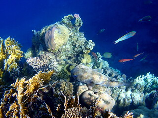 Spotted puffer fish swimming in the red sea