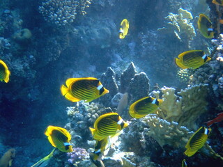 Schooling yellow striped butterflyfish over coral reef