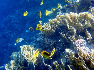 Schooling yellow striped butterflyfish over coral reef