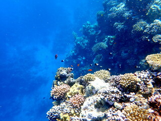 Vibrant shallow coral reef teeming with small fish