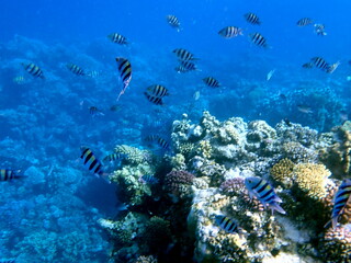 Fototapeta premium Yellow striped sergeant fish near branching coral