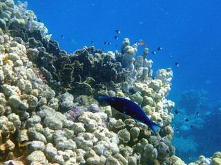 Dark blue bird wrasse swimming over coral reef