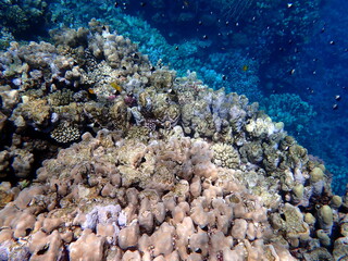 Vibrant shallow coral reef teeming with small fish