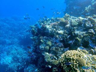 Yellow striped sergeant fish near branching coral