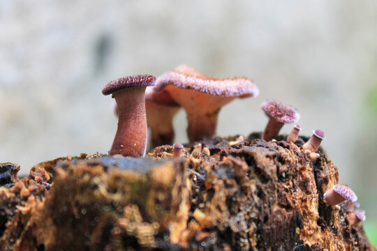 Low-angle close-up of a cluster of Panus fasciatus (Hairy Trumpet) mushrooms, with velvety caps and pink-brown tones, growing on decaying wood. Bright, blurred background.