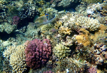 Abstract patterned triggerfish over colorful coral reef