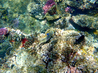 Abstract patterned triggerfish over colorful coral reef