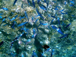 Schooling blue striped fish over coral reef