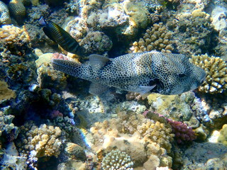 White spotted puffer fish over dark coral