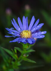 Blue Daisy Flower With Dew Drops Close-Up in Green Garden Morning Light, Vibrant Petals Macro