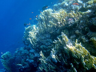 Vibrant shallow coral reef teeming with small fish